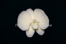 108 Орхидея из дайкона
